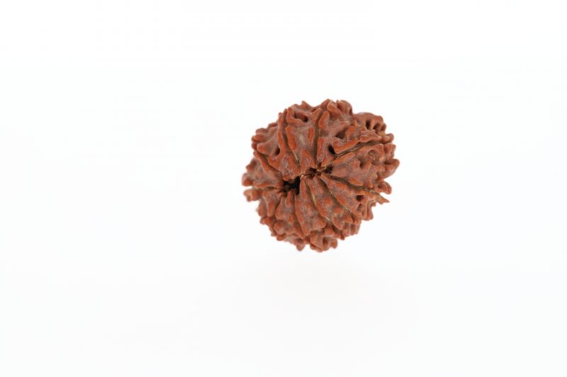 Natural 10 Mukhi Rudraksha - 2.65 Grams Weight - Origin - Nepal