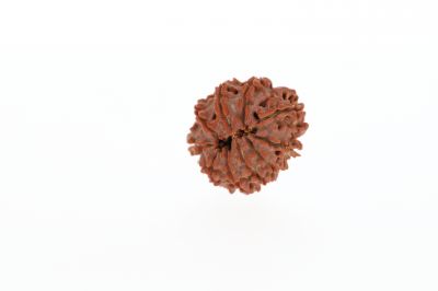 Natural 10 Mukhi Rudraksha - 2.65 Grams Weight - Origin - Nepal