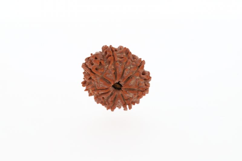 Natural 10 Mukhi Rudraksha - 2.65 Grams Weight - Origin - Nepal