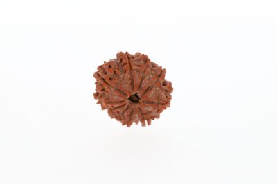 Natural 10 Mukhi Rudraksha - 2.65 Grams Weight - Origin - Nepal