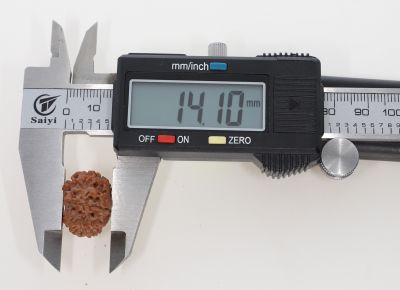 Natural 10 Mukhi Rudraksha - 2.65 Grams Weight - Origin - Nepal