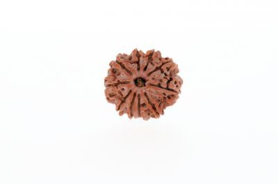 Natural 10 Mukhi Rudraksha - 3.28 Grams  Weight - Origin - Nepal