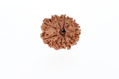 Natural 10 Mukhi Rudraksha - 2.23 Grams Weight - Origin - Nepal