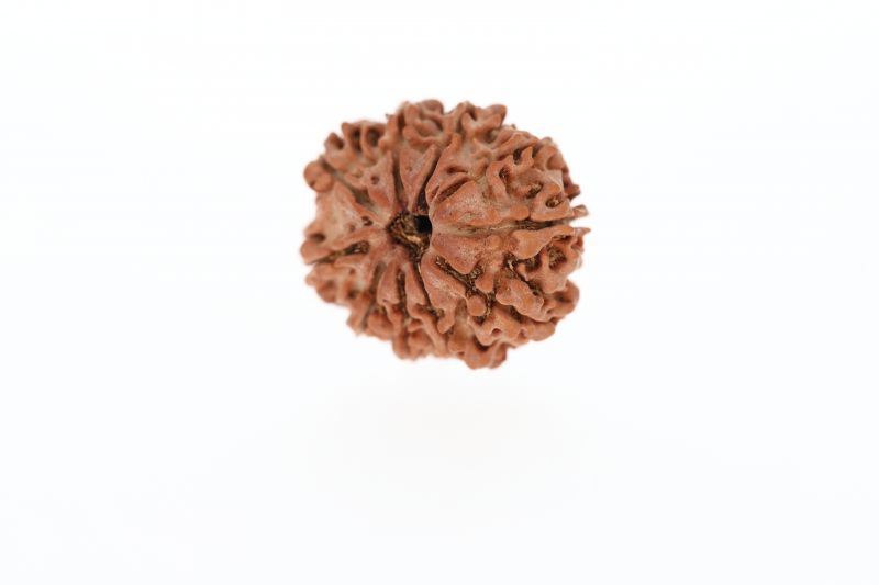 Natural 10 Mukhi Rudraksha - 2.23 Grams Weight - Origin - Nepal