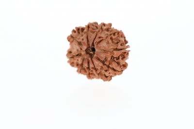 Natural 10 Mukhi Rudraksha - 2.23 Grams Weight - Origin - Nepal