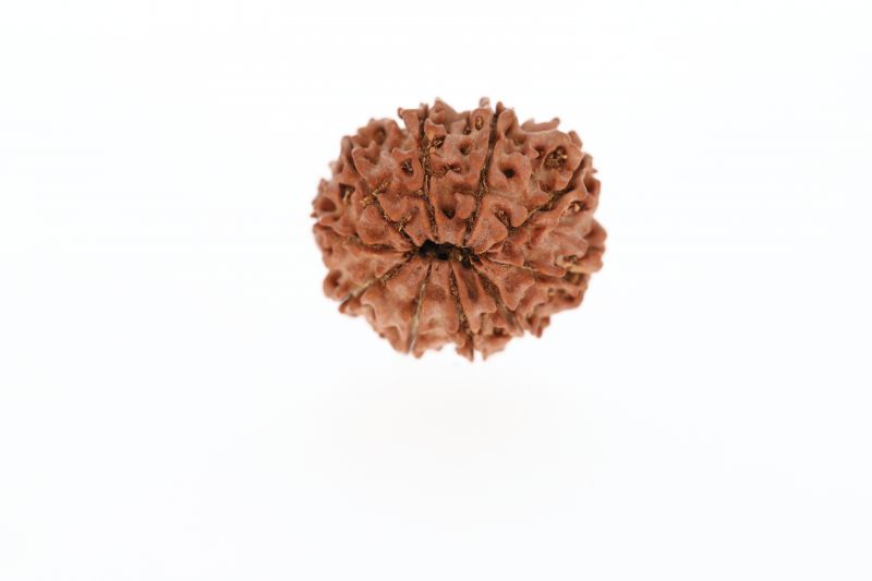 Natural 10 Mukhi Rudraksha - 2.23 Grams Weight - Origin - Nepal