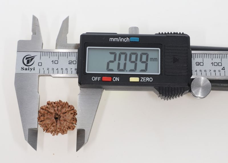 Natural 10 Mukhi Rudraksha - 2.23 Grams Weight - Origin - Nepal