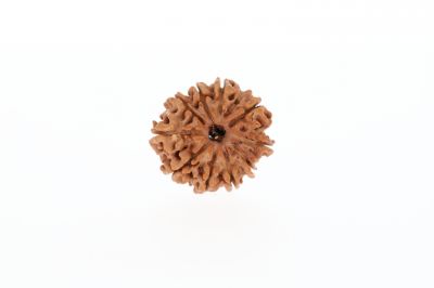 Natural 10 Mukhi Rudraksha -2.51 Grams Weight - Origin - Nepal