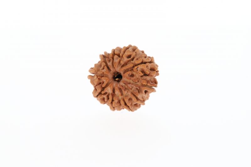 Natural 10 Mukhi Rudraksha -2.51 Grams Weight - Origin - Nepal