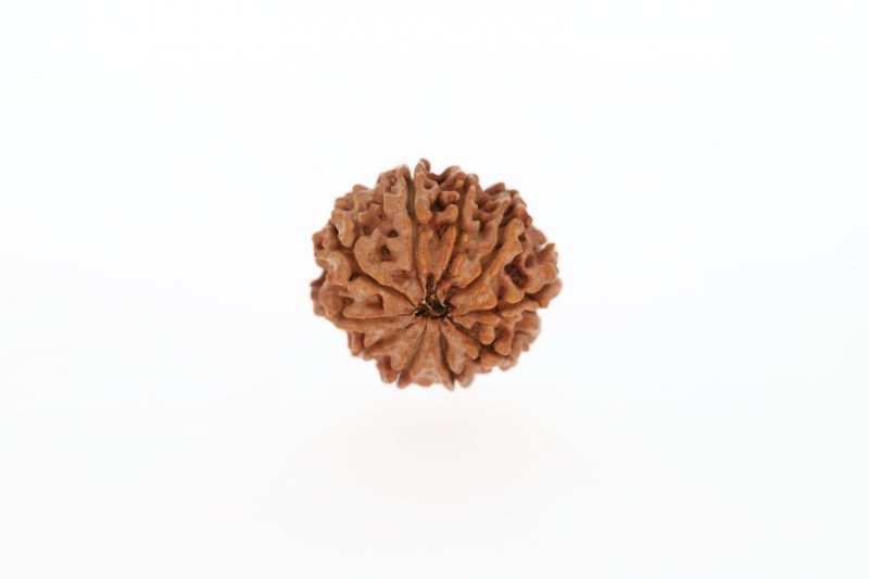Natural 10 Mukhi Rudraksha -2.51 Grams Weight - Origin - Nepal