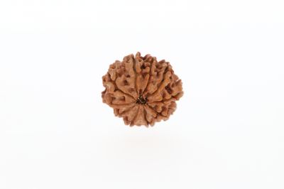 Natural 10 Mukhi Rudraksha -2.51 Grams Weight - Origin - Nepal