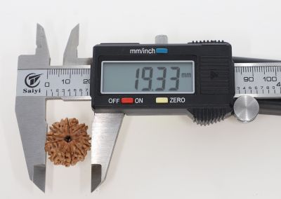 Natural 10 Mukhi Rudraksha -2.51 Grams Weight - Origin - Nepal
