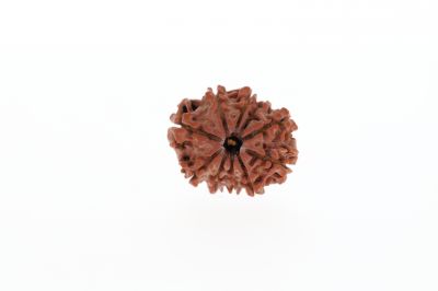 10 Mukhi Rudraksha - 2.81 Grams Weight - Origin - Nepal