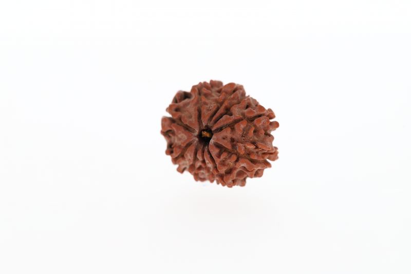 10 Mukhi Rudraksha - 2.81 Grams Weight - Origin - Nepal