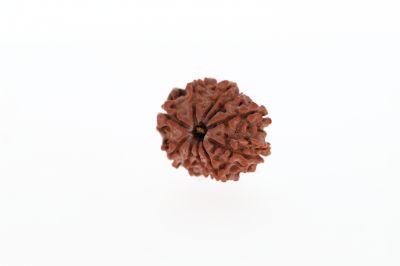10 Mukhi Rudraksha - 2.81 Grams Weight - Origin - Nepal