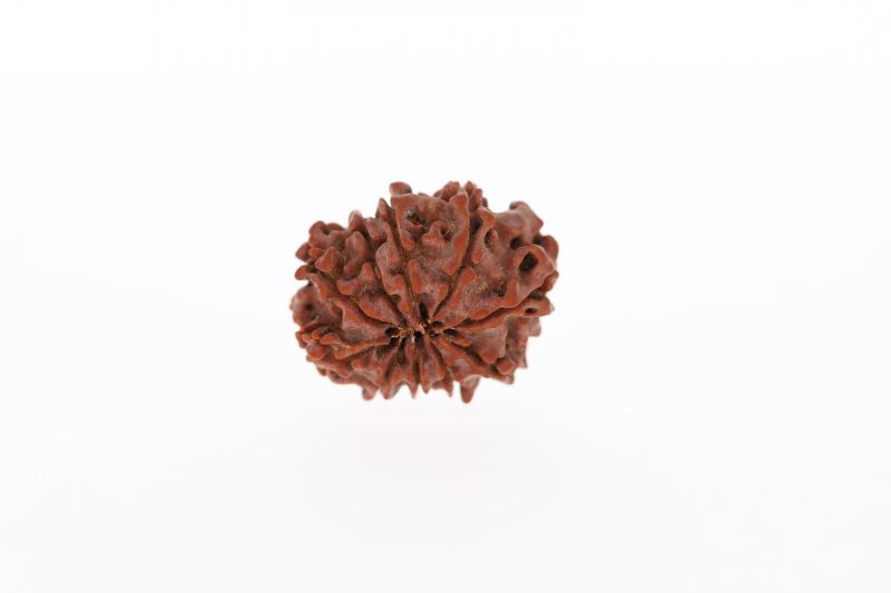 10 Mukhi Rudraksha - 2.81 Grams Weight - Origin - Nepal