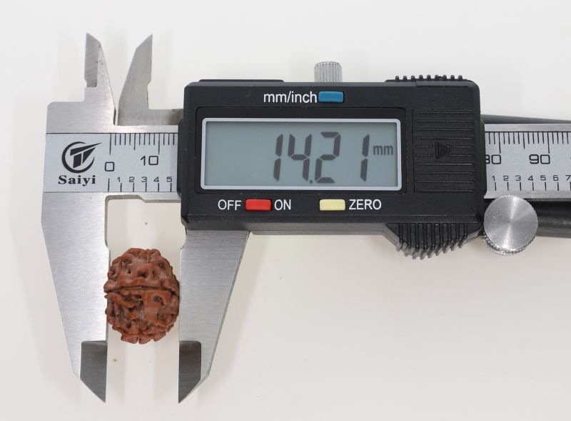 10 Mukhi Rudraksha - 2.81 Grams Weight - Origin - Nepal