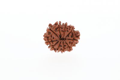 Natural 10 Mukhi Rudraksha -3.00 Grams Weight - Origin - Nepal