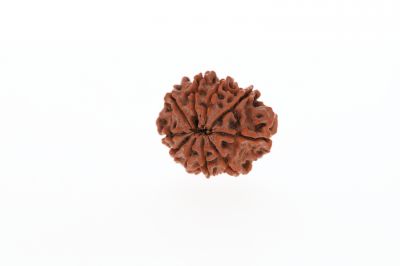 Natural 10 Mukhi Rudraksha -3.00 Grams Weight - Origin - Nepal