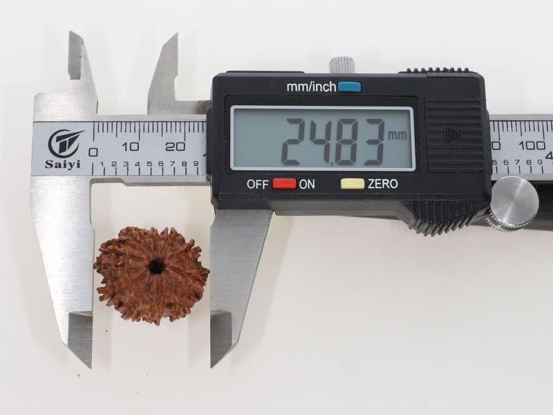 Natural 10 Mukhi Rudraksha -3.00 Grams Weight - Origin - Nepal