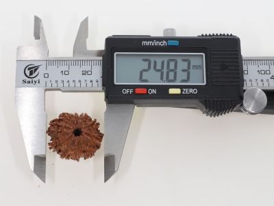 Natural 10 Mukhi Rudraksha -3.00 Grams Weight - Origin - Nepal