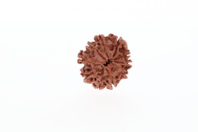 Natural 10 Mukhi Rudraksha - 2.95 Grams Weight - Origin - Nepal