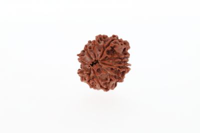 Natural 10 Mukhi Rudraksha - 2.95 Grams Weight - Origin - Nepal