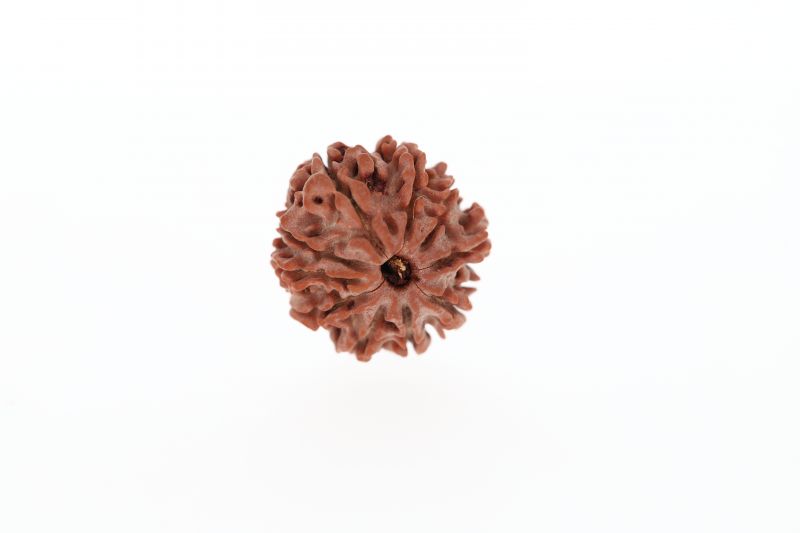 Natural 10 Mukhi Rudraksha - 2.95 Grams Weight - Origin - Nepal