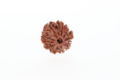 Natural 10 Mukhi Rudraksha - 2.95 Grams Weight - Origin - Nepal