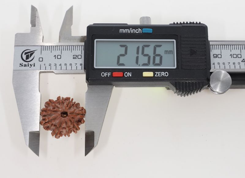 Natural 10 Mukhi Rudraksha - 2.95 Grams Weight - Origin - Nepal