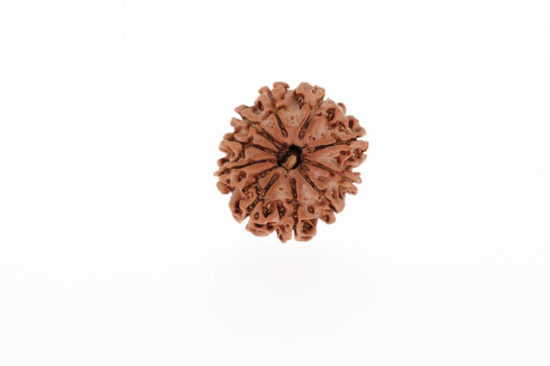 Natural 10 Mukhi Rudraksha - 2.56 Grams Weight - Origin - Nepal