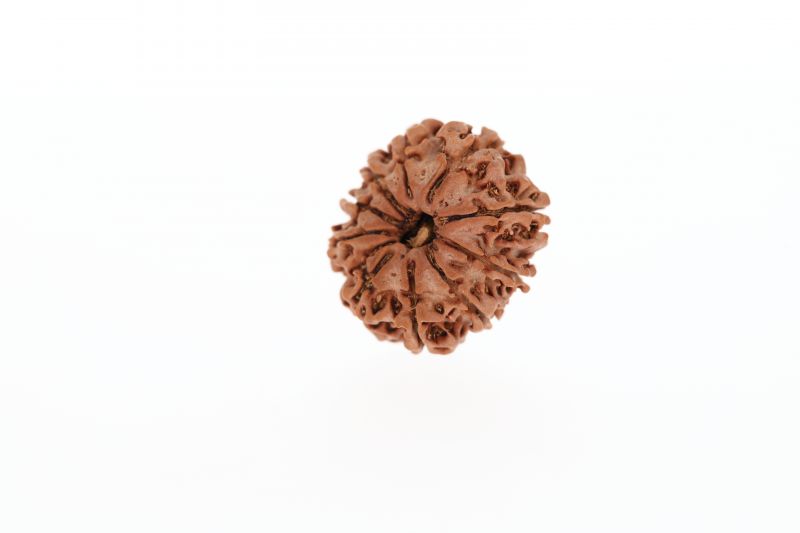 Natural 10 Mukhi Rudraksha - 2.56 Grams Weight - Origin - Nepal