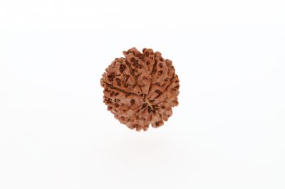 Natural 10 Mukhi Rudraksha - 2.56 Grams Weight - Origin - Nepal