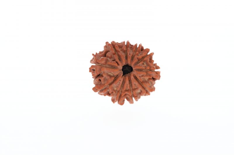 Natural 10 Mukhi Rudraksha - 3.03 Grams Weight - Origin - Nepal