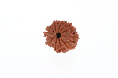 Natural 10 Mukhi Rudraksha - 3.03 Grams Weight - Origin - Nepal