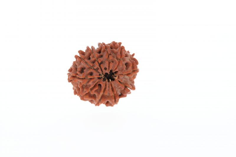 Natural 10 Mukhi Rudraksha - 3.03 Grams Weight - Origin - Nepal