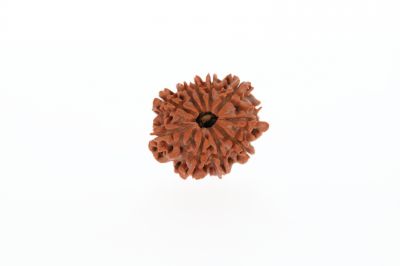 10 Mukhi Rudraksha - 3.32 Grams Weight - Origin - Nepal