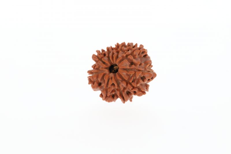 10 Mukhi Rudraksha - 3.32 Grams Weight - Origin - Nepal