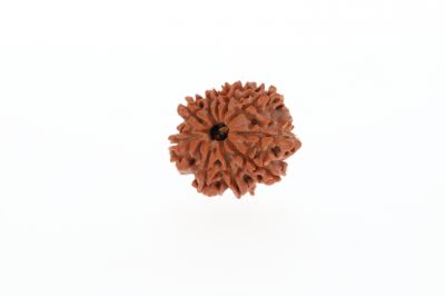 10 Mukhi Rudraksha - 3.32 Grams Weight - Origin - Nepal