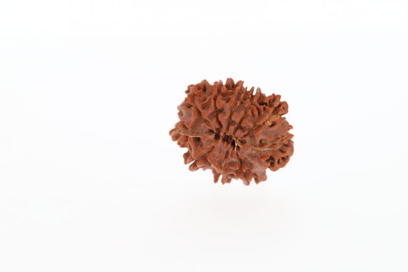 10 Mukhi Rudraksha - 3.32 Grams Weight - Origin - Nepal