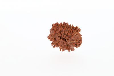 10 Mukhi Rudraksha - 3.32 Grams Weight - Origin - Nepal
