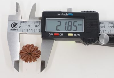 10 Mukhi Rudraksha - 3.32 Grams Weight - Origin - Nepal