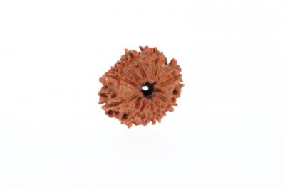 10 Mukhi Rudraksha - 2.81 Grams Weight - Origin - Nepal