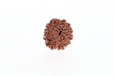 10 Mukhi Rudraksha - 2.93 Grams Weight - Origin - Nepal