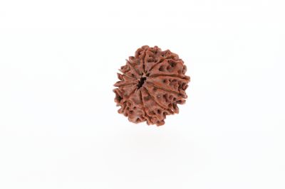 10 Mukhi Rudraksha - 2.93 Grams Weight - Origin - Nepal