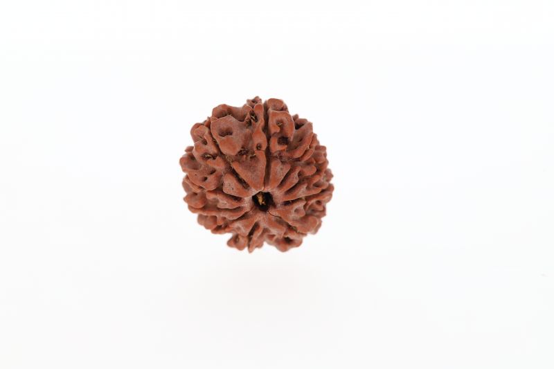 10 Mukhi Rudraksha - 2.93 Grams Weight - Origin - Nepal