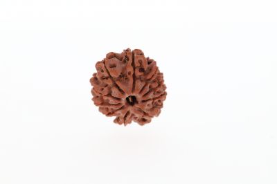 10 Mukhi Rudraksha - 2.93 Grams Weight - Origin - Nepal