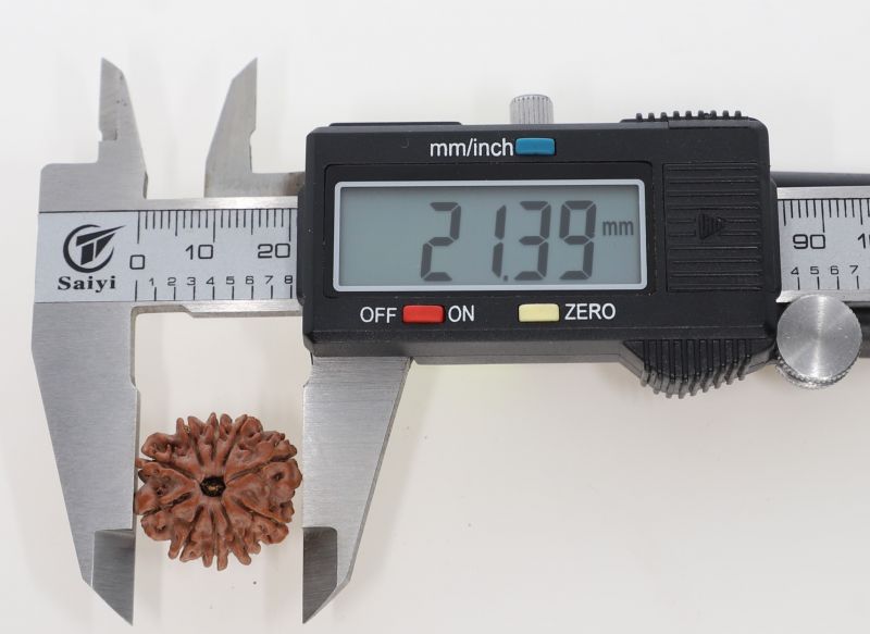 10 Mukhi Rudraksha - 2.93 Grams Weight - Origin - Nepal