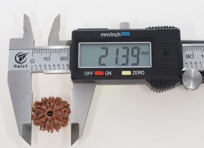 10 Mukhi Rudraksha - 2.93 Grams Weight - Origin - Nepal