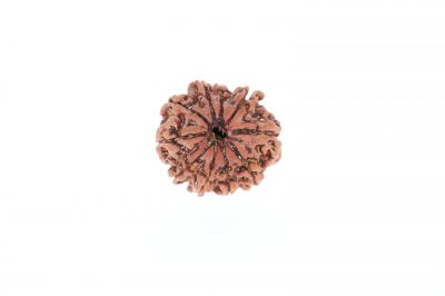 10 Mukhi Rudraksha - 3.09 Grams Weight - Origin - Nepal